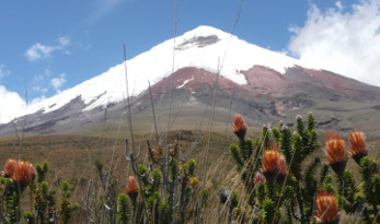 Flavors of the Andes